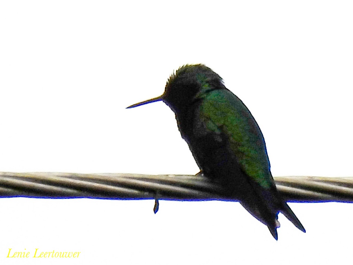 Western Emerald - ML644483731