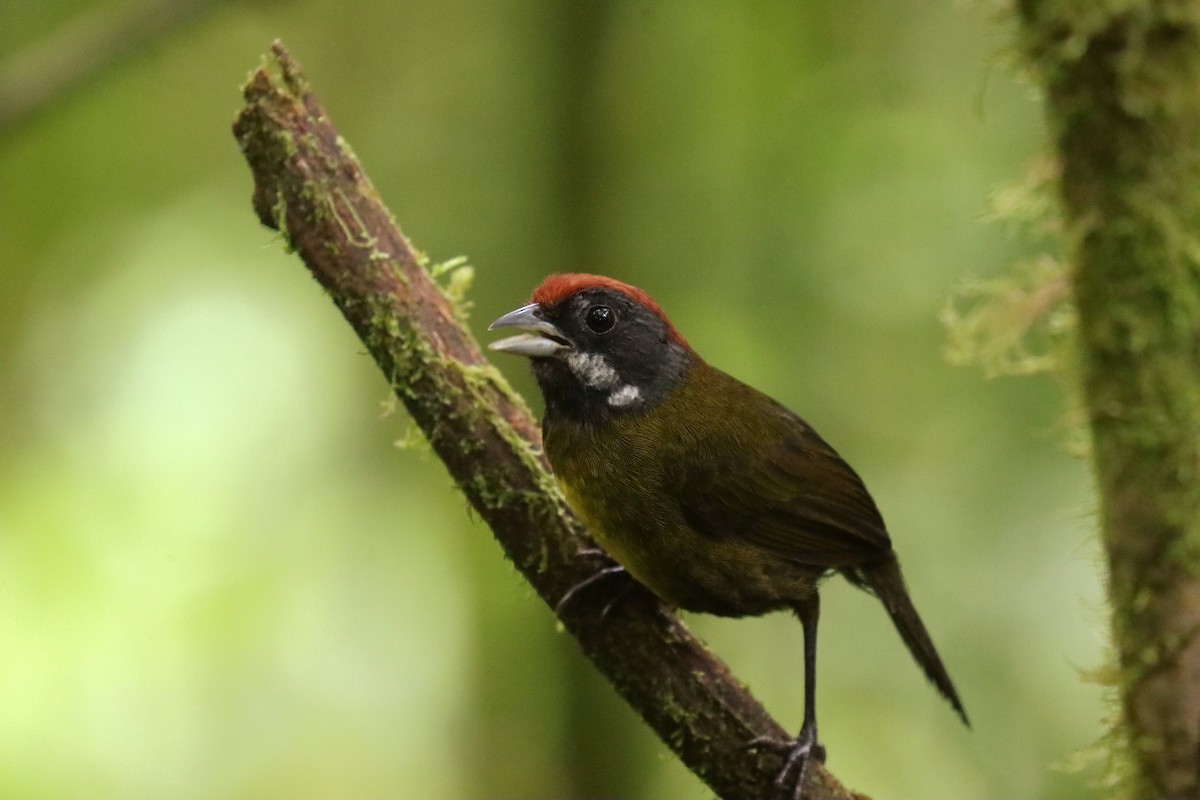 Sooty-faced Finch - ML644483741