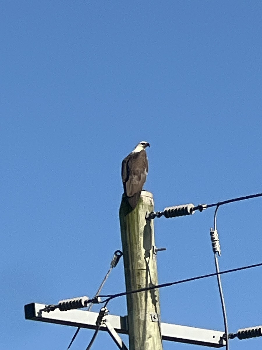 Pygargue blagre - ML644483774