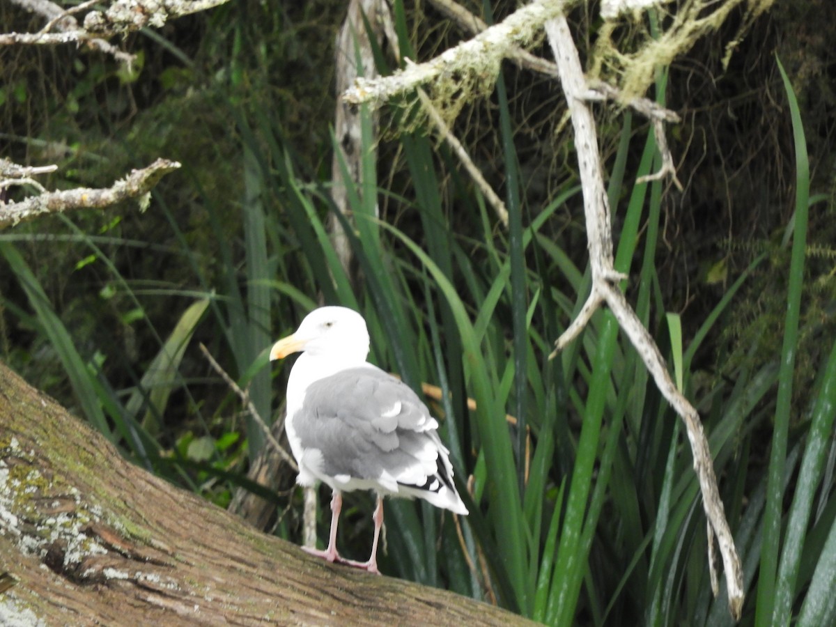 Western Gull - ML644483775