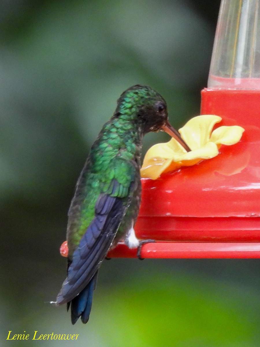 kolibrík ocelovořitý - ML644483777