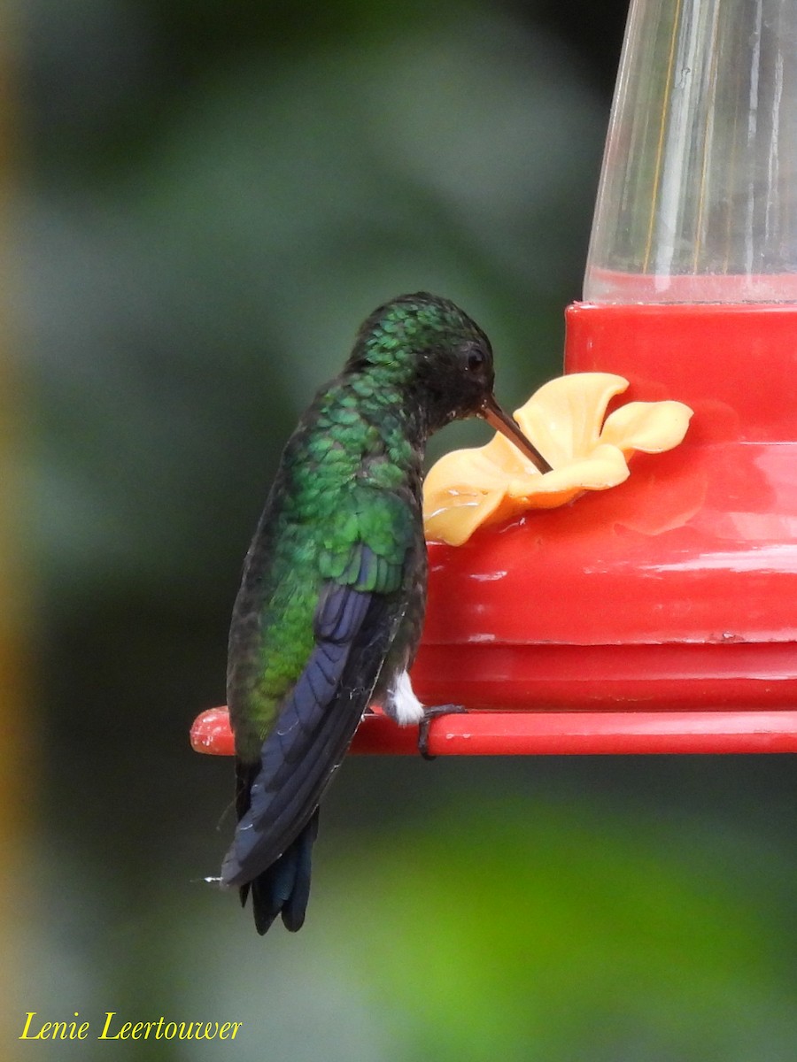 kolibrík ocelovořitý - ML644483778