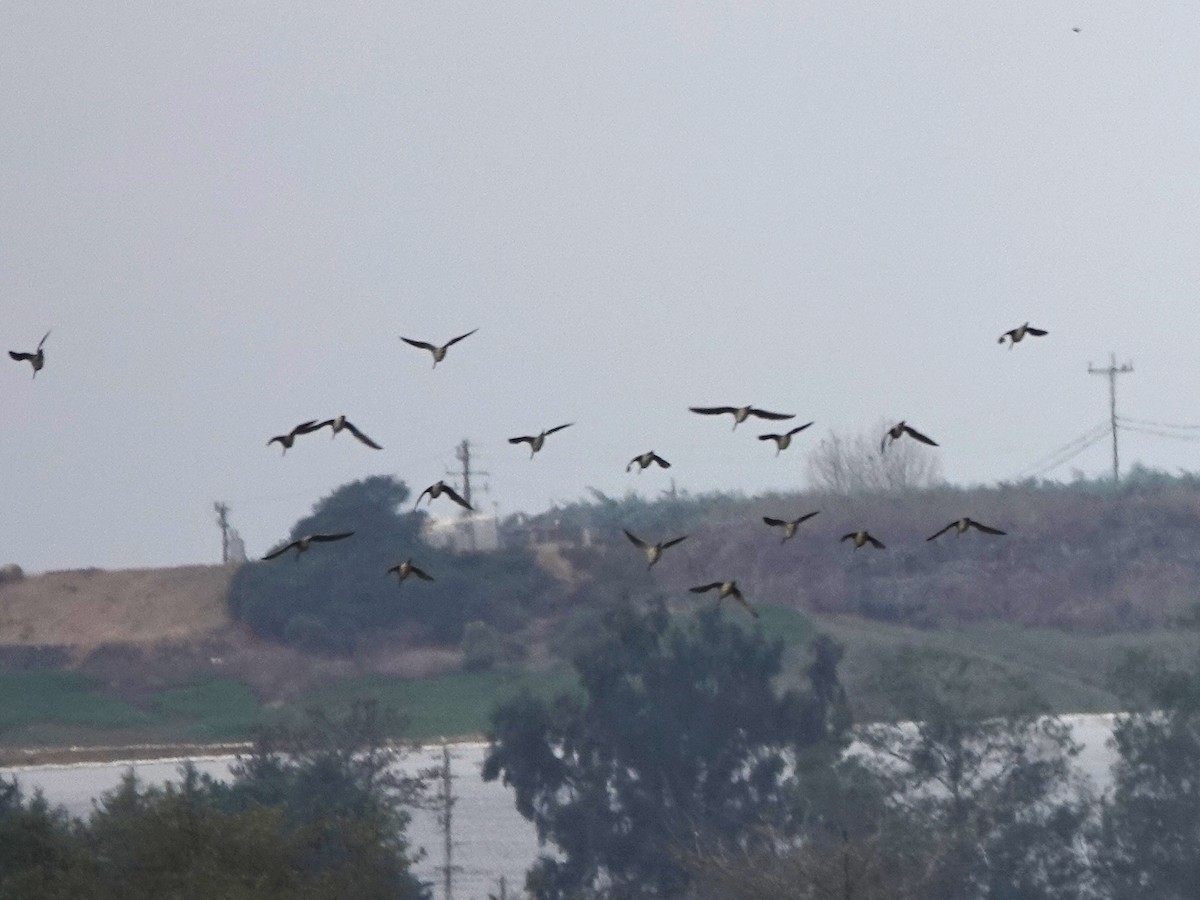 Long-billed Dowitcher - ML644483784