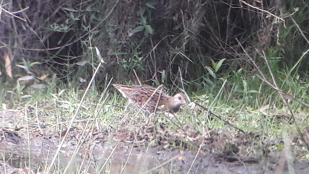 Uroilanda pikarta - ML644483789