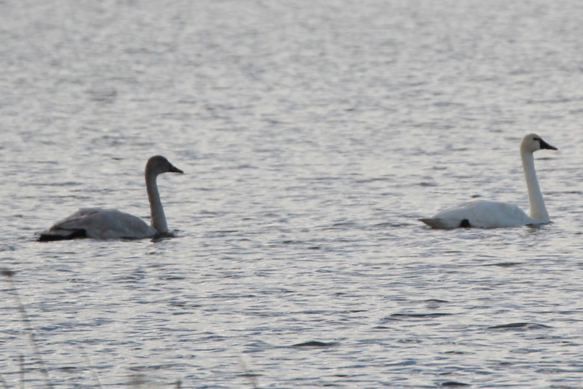 Cygne siffleur - ML644483794