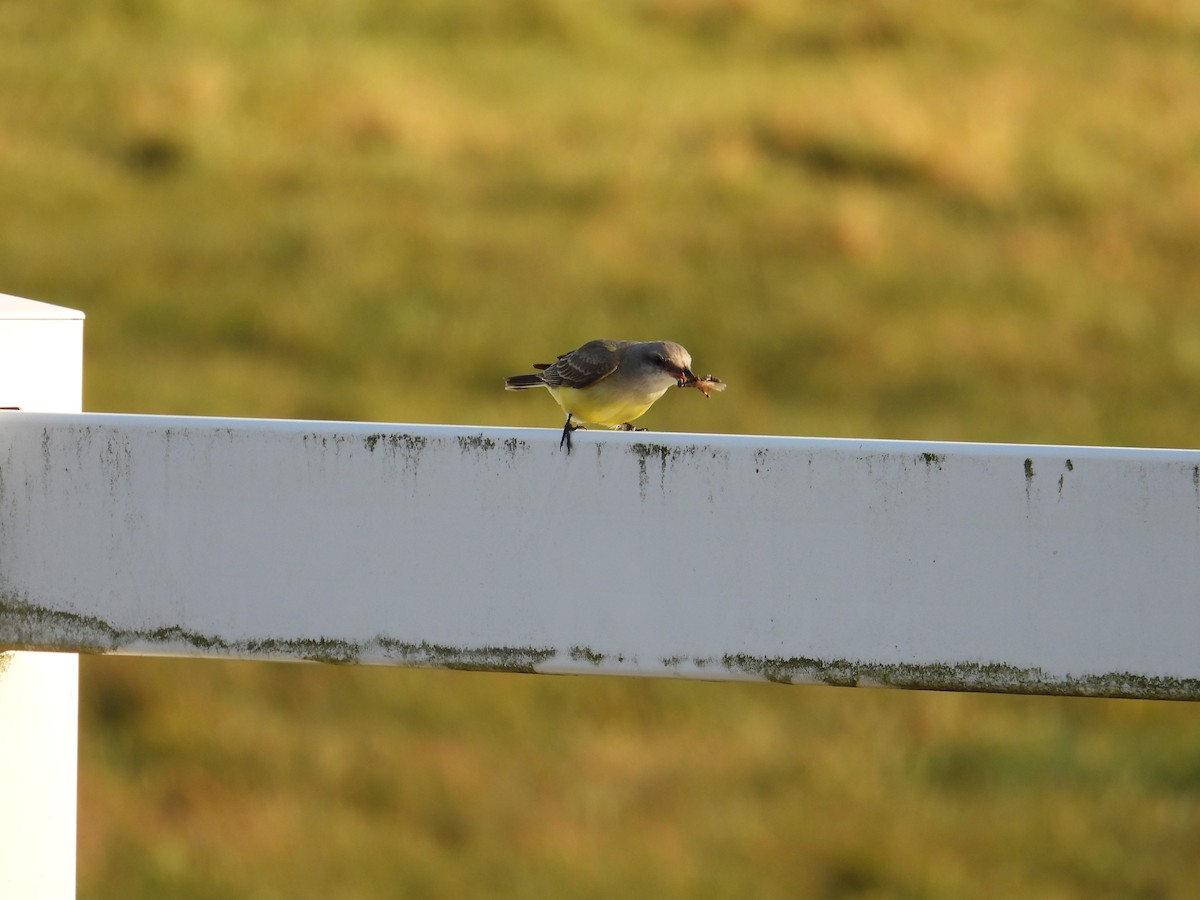 Tyran de l'Ouest - ML644483801