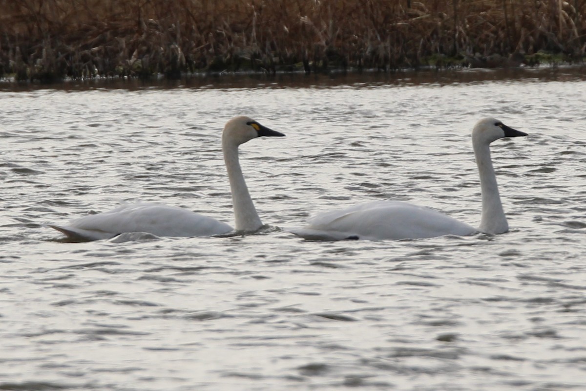Cygne siffleur - ML644483803
