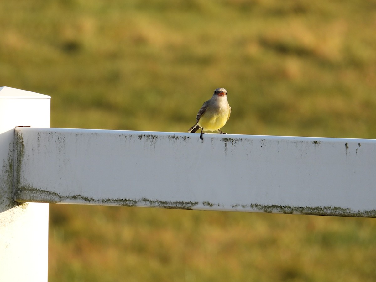 Tyran de l'Ouest - ML644483805