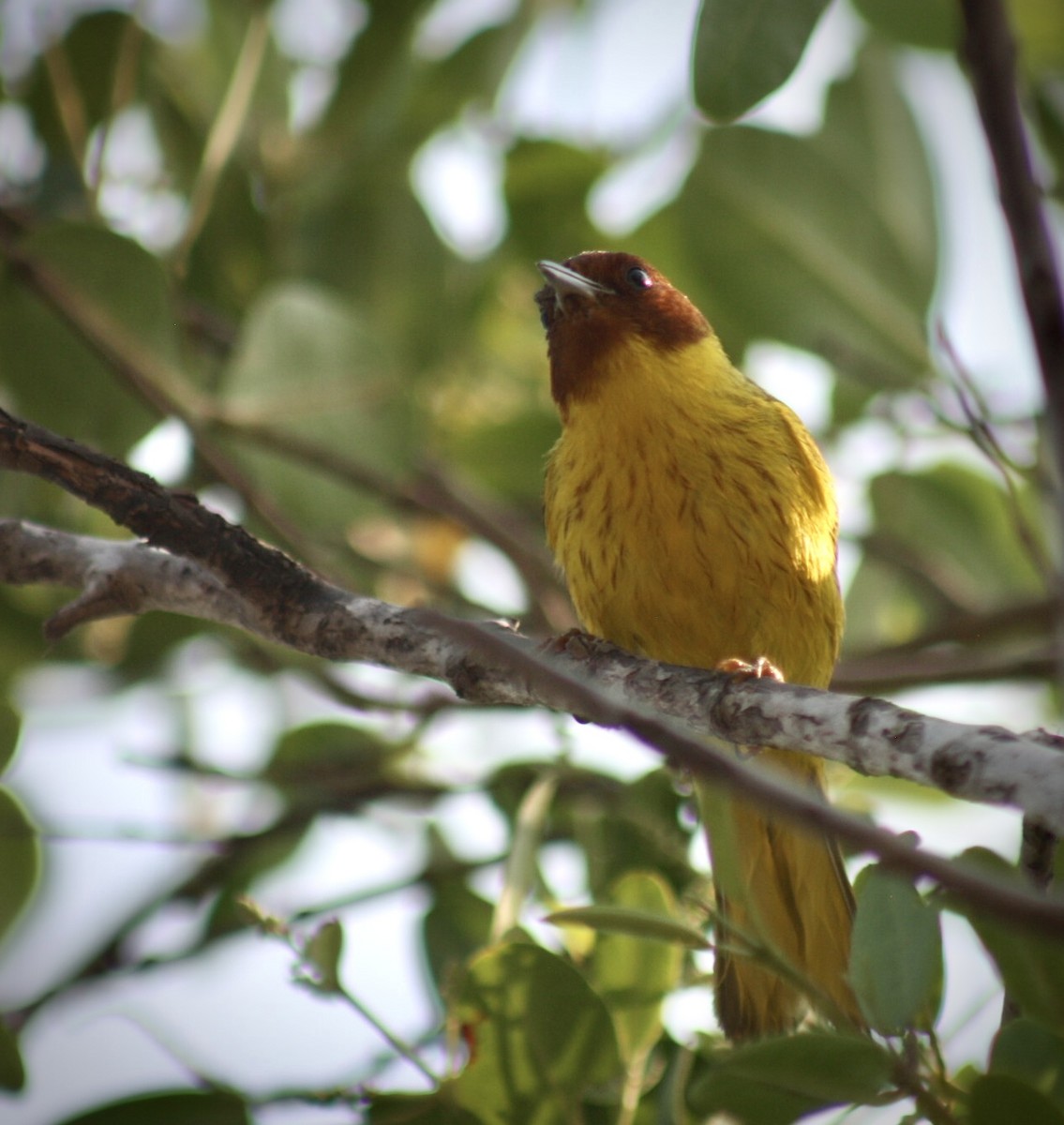 Mangrove Yellow Warbler (Mexican) - ML644483808