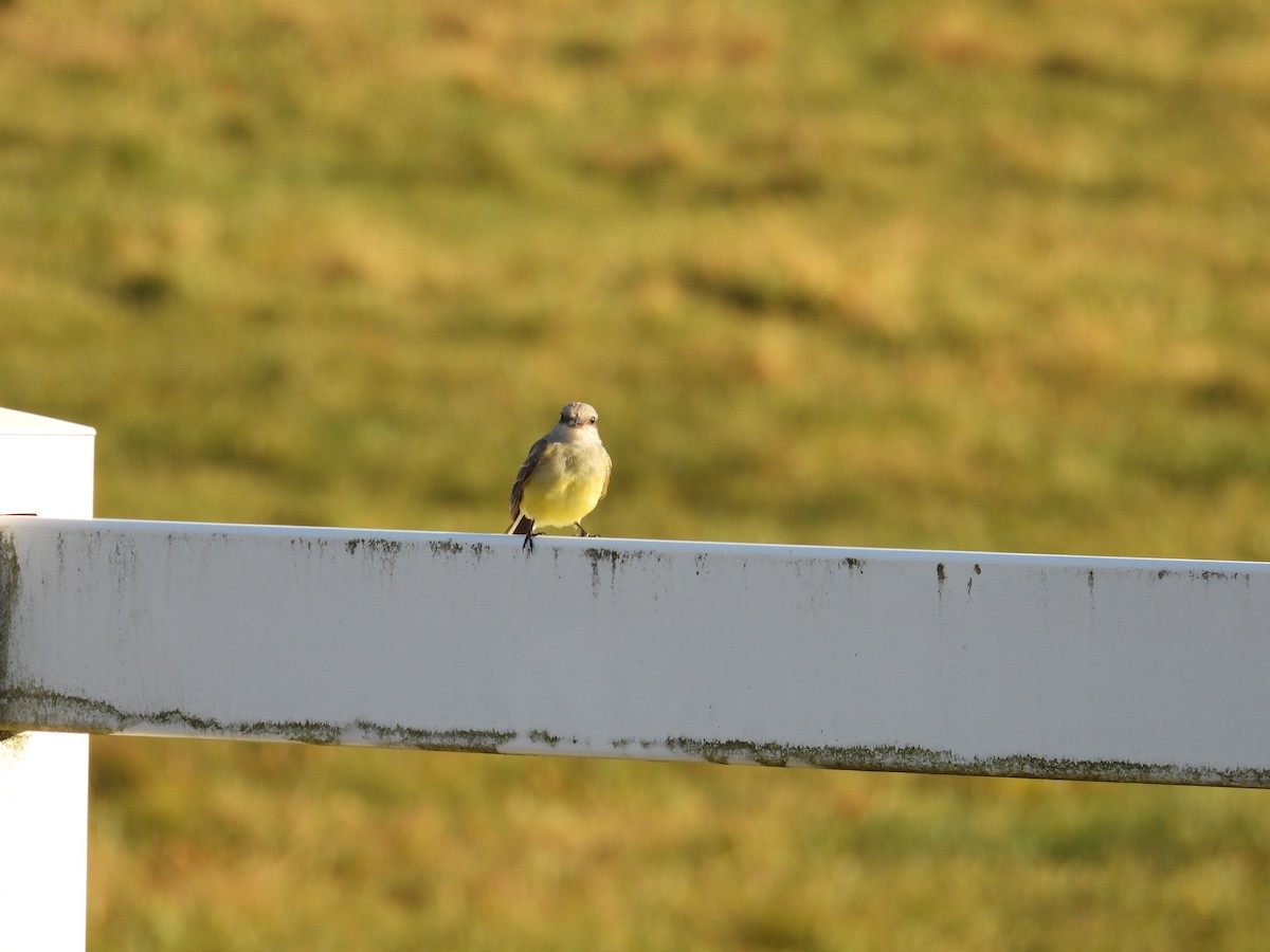 Tyran de l'Ouest - ML644483819