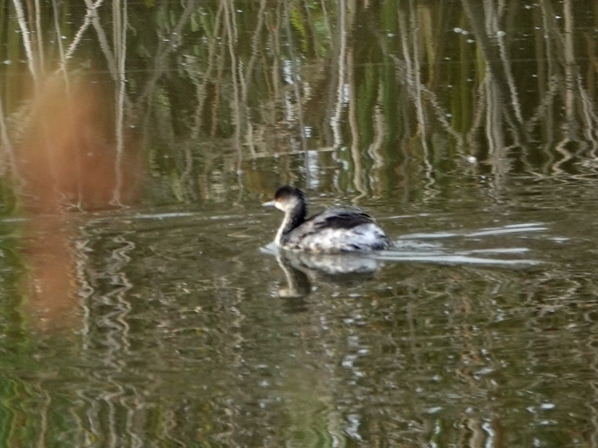 Eared Grebe - ML644483820