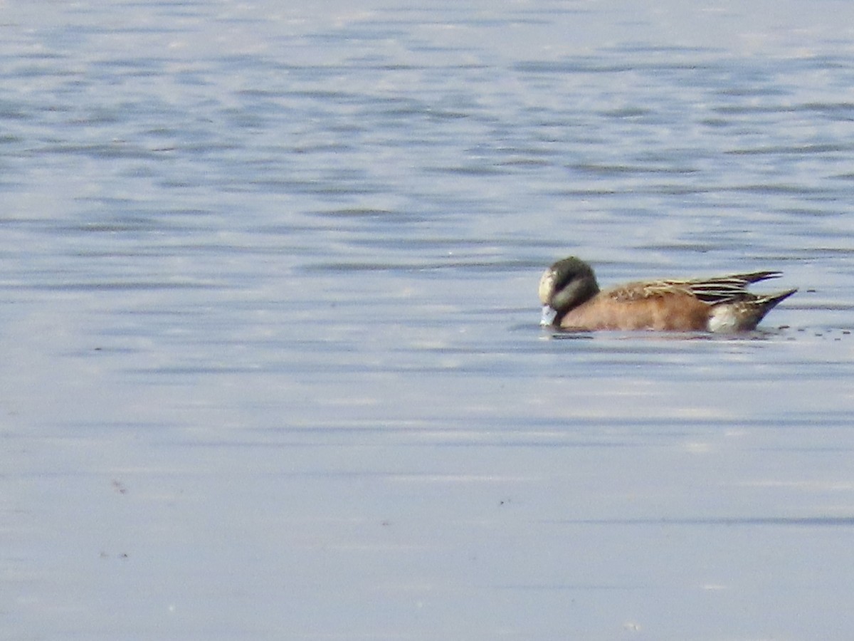 American Wigeon - ML644483822