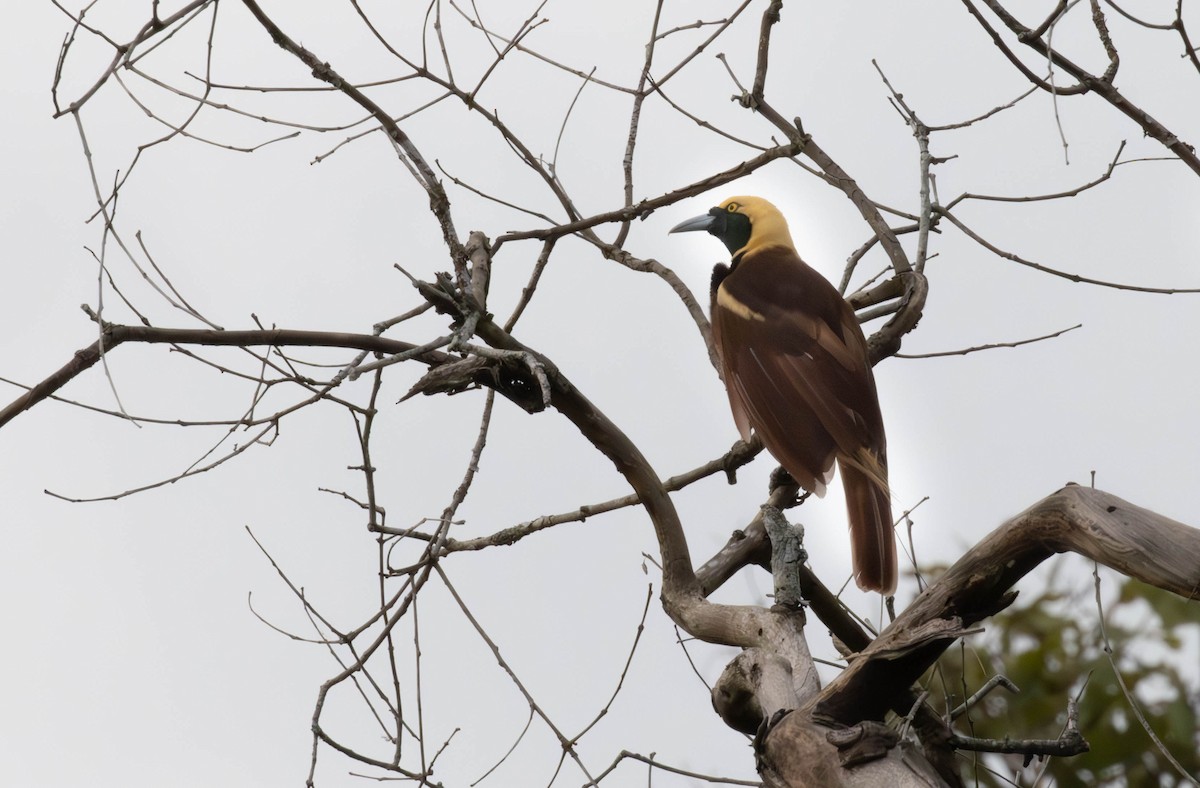 Дивоптах рудохвостий - ML644483823