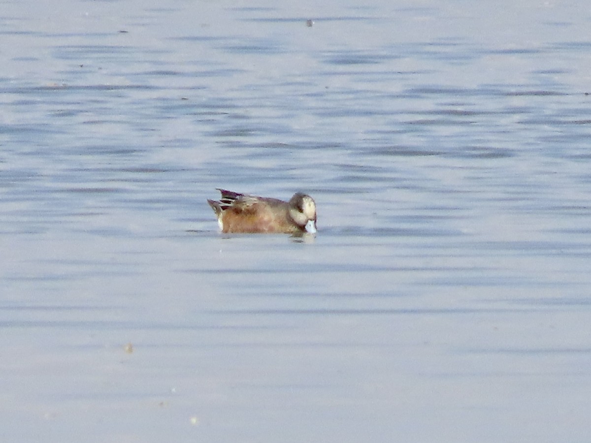 American Wigeon - ML644483825