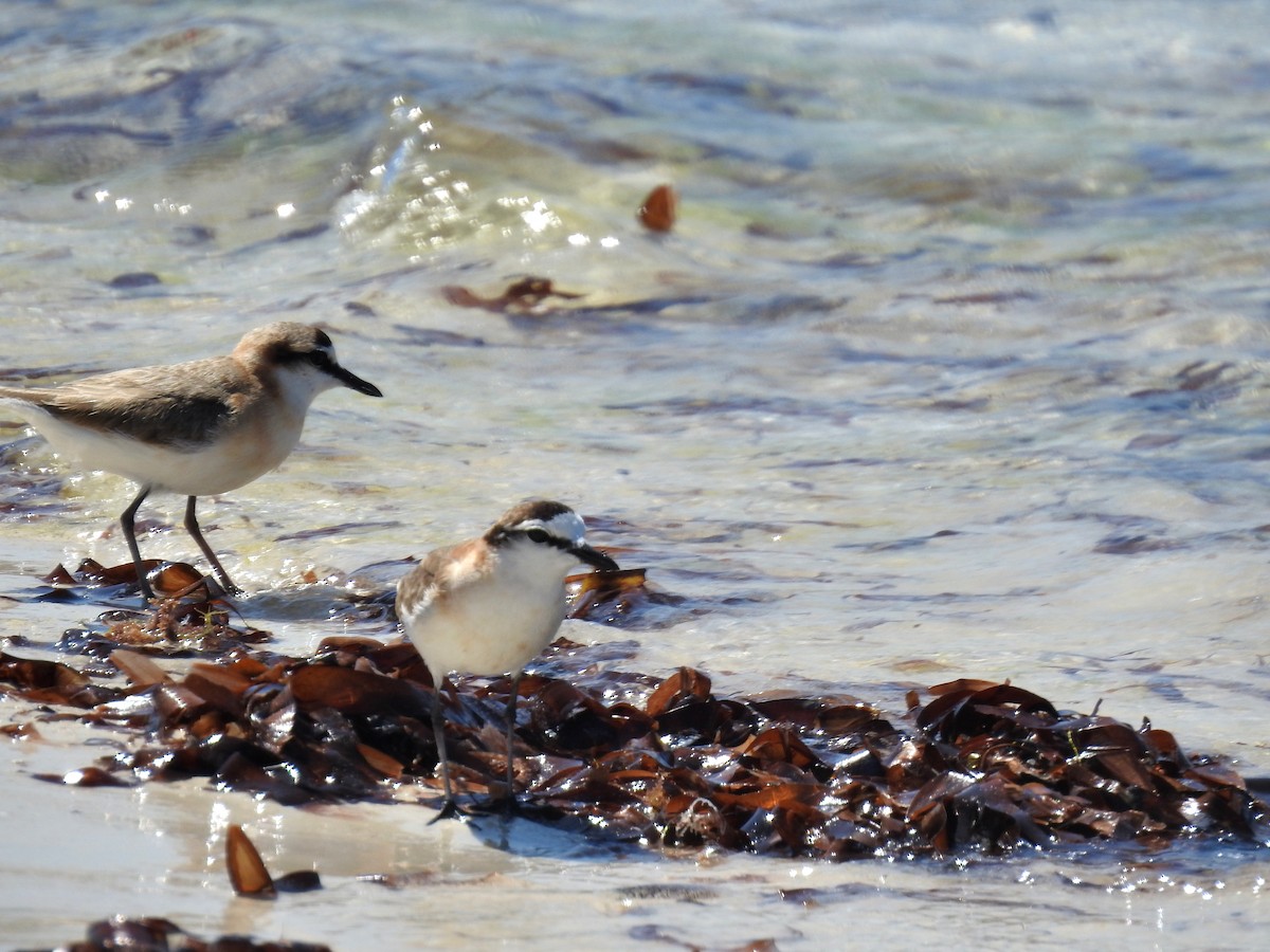 Белолобый зуёк - ML644483827