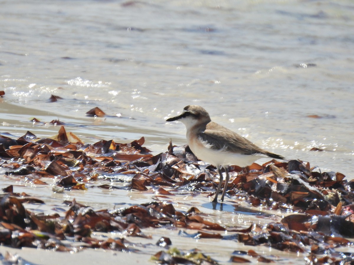 Белолобый зуёк - ML644483828