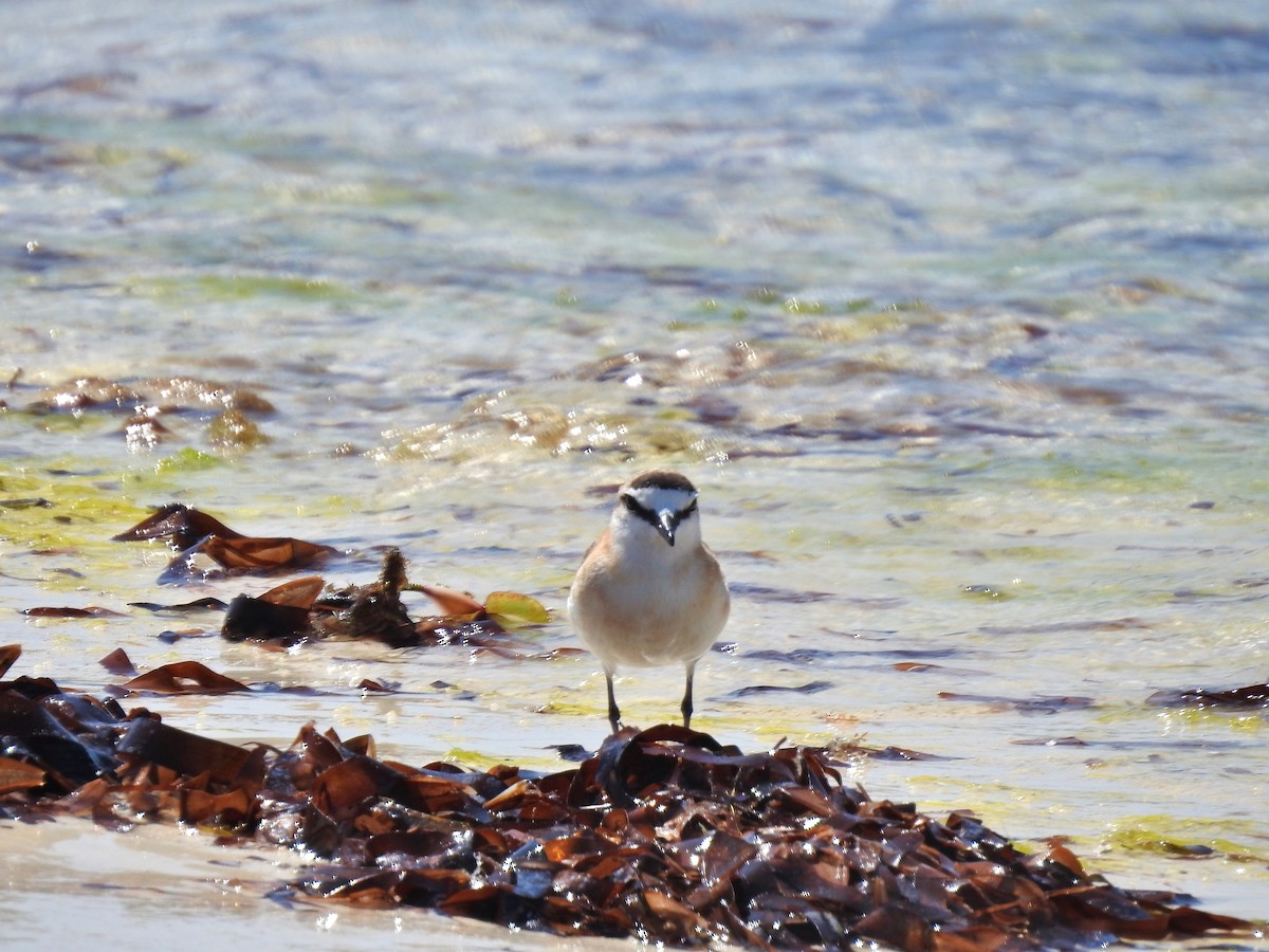 Белолобый зуёк - ML644483829