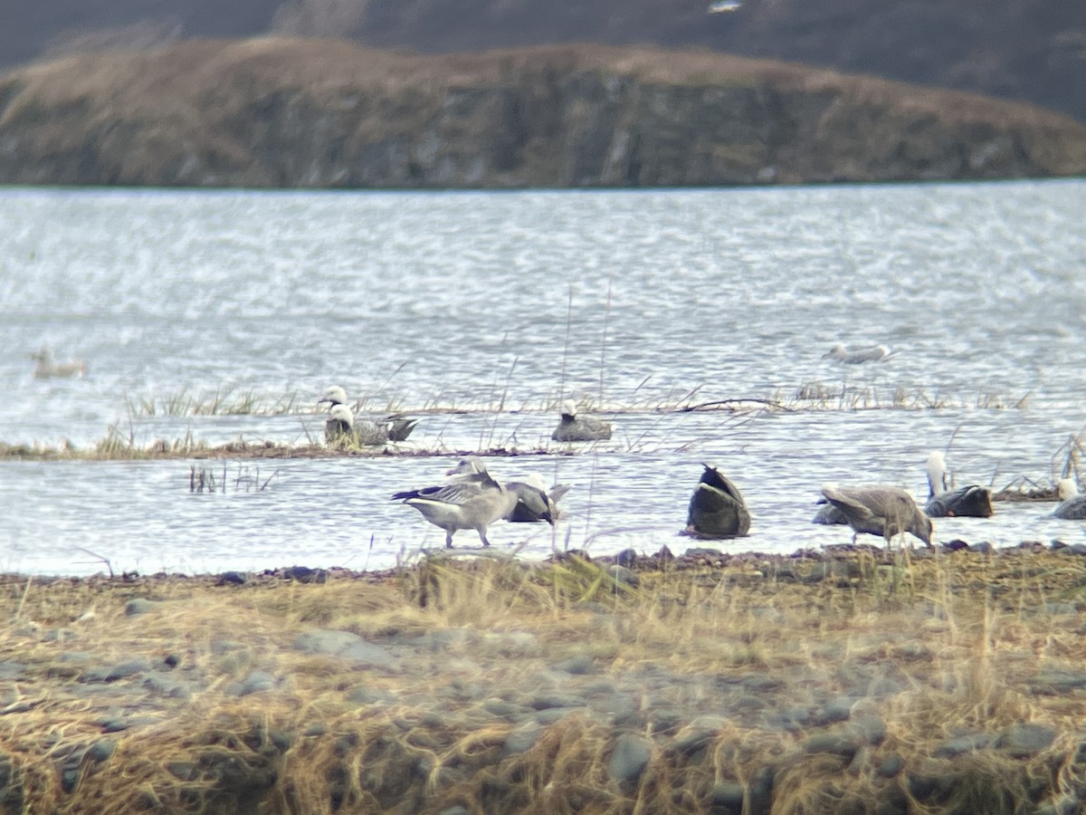 Snow Goose - ML644483830