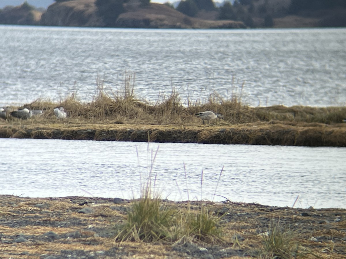 Snow Goose - ML644483831