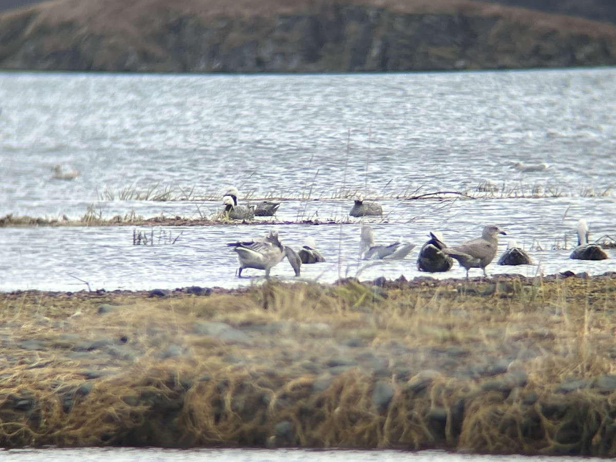 Snow Goose - ML644483832