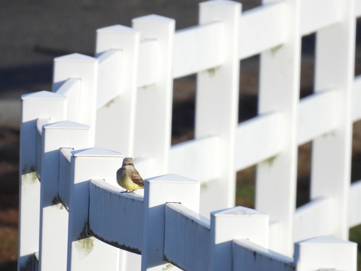 Tyran de l'Ouest - ML644483836