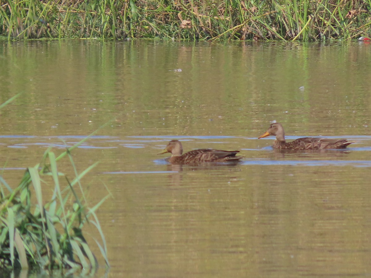 Mexican Duck - ML644483837
