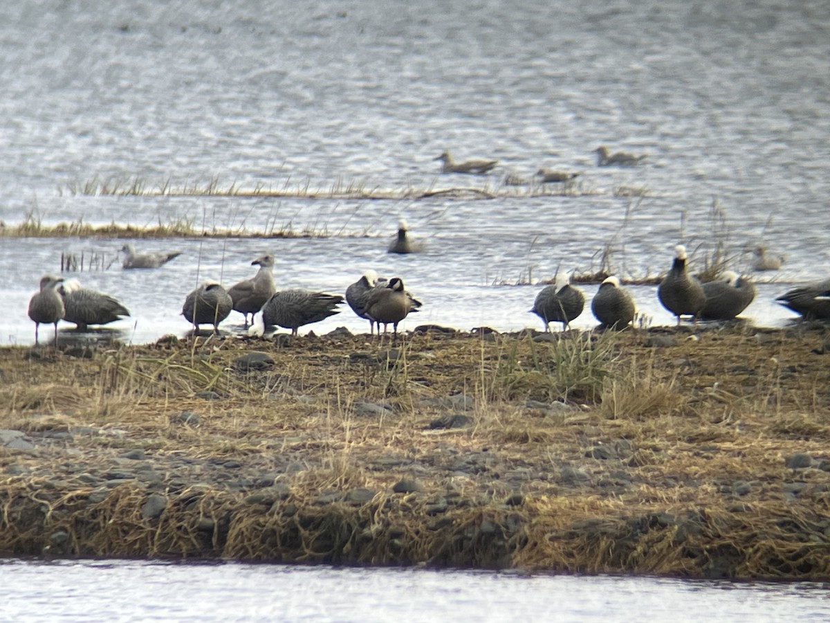 Cackling Goose (minima) - ML644483840