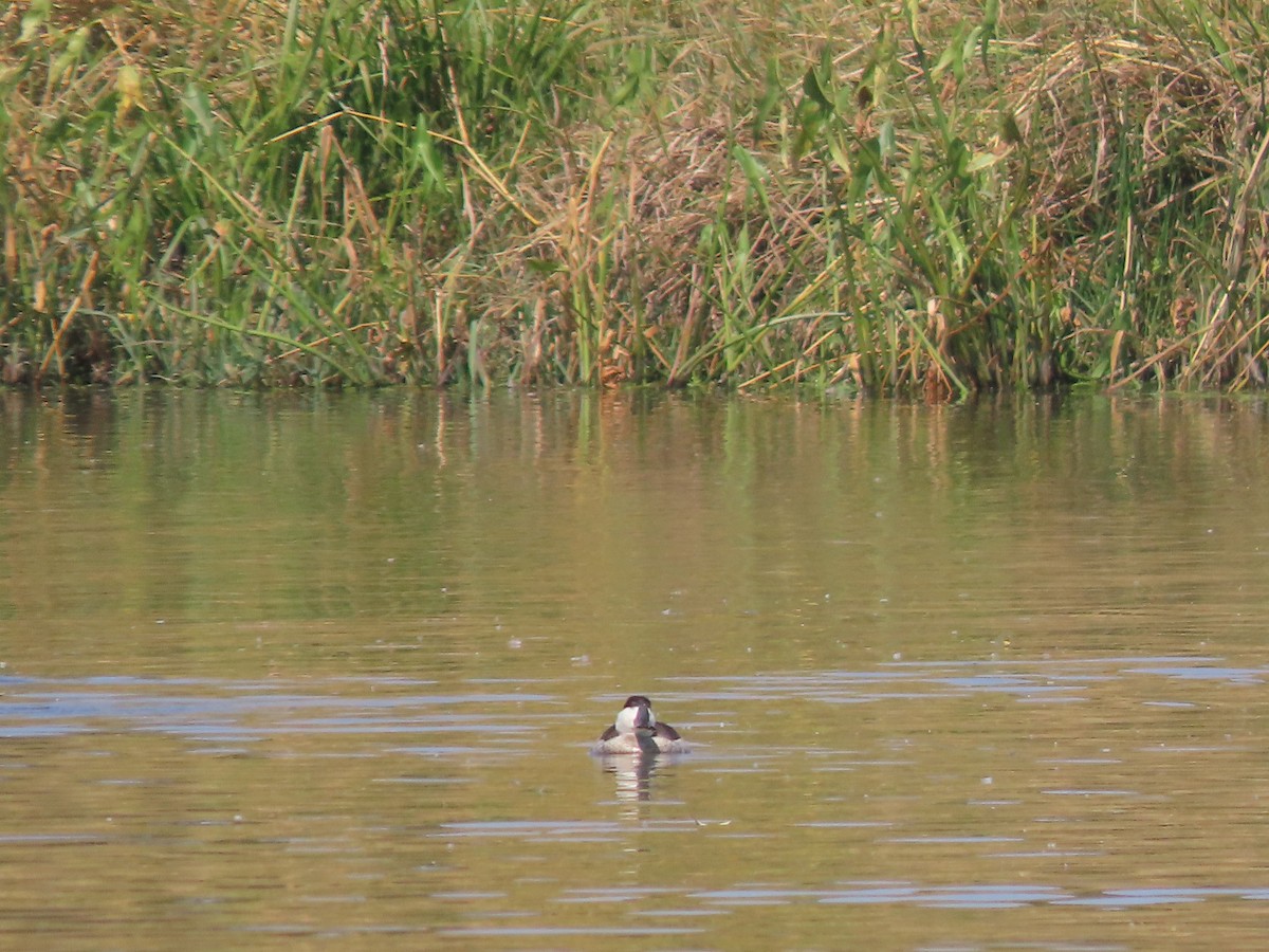 Ruddy Duck - ML644483844