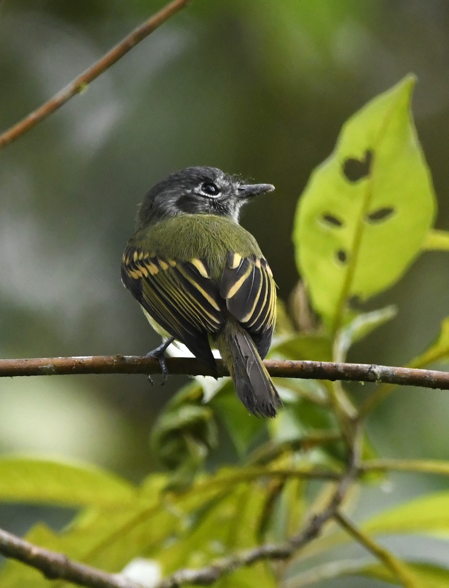 Variegated Bristle-Tyrant - ML644483845