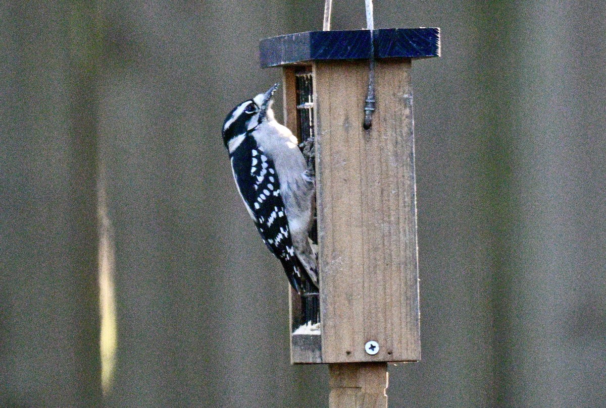 dunspett - ML644483860