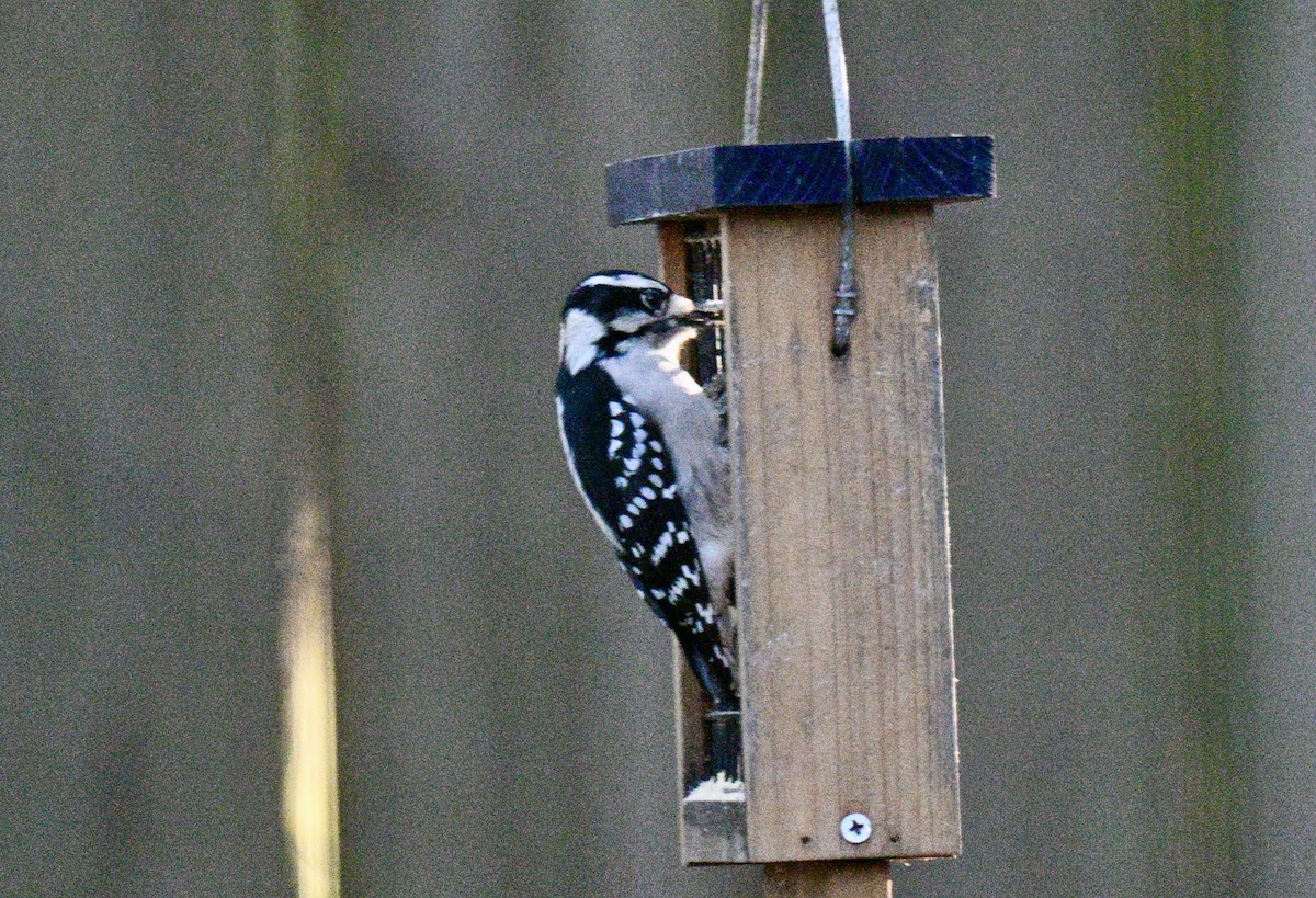 dunspett - ML644483861