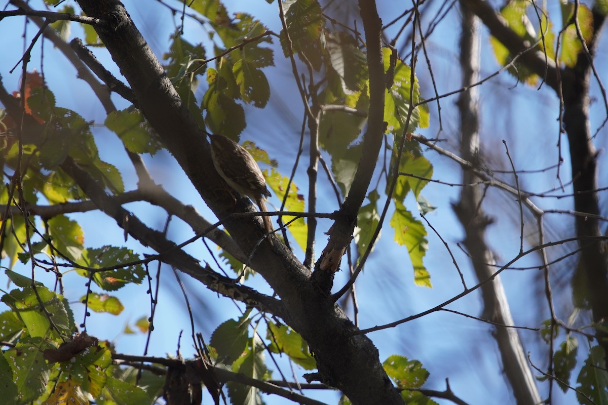 šoupálek krátkoprstý - ML644483867