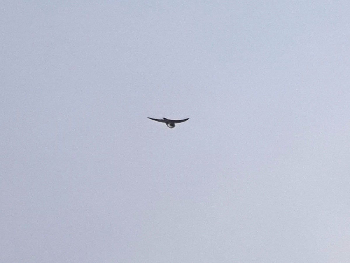 スミレミドリツバメ - ML644483869