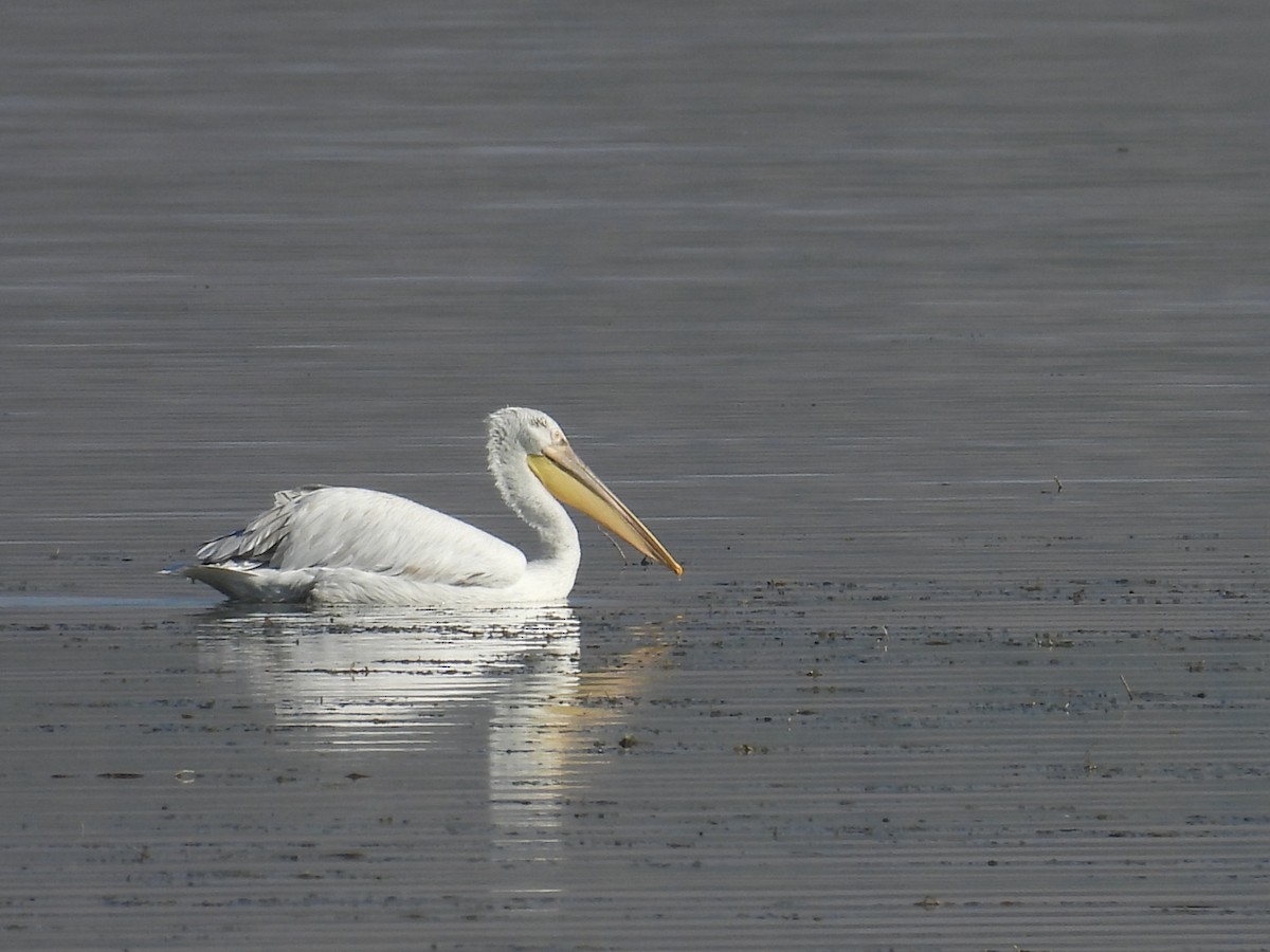 Dalmatian Pelican - ML644483871