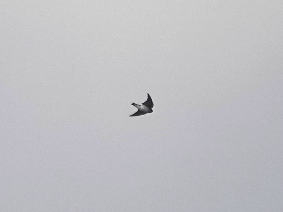 スミレミドリツバメ - ML644483873