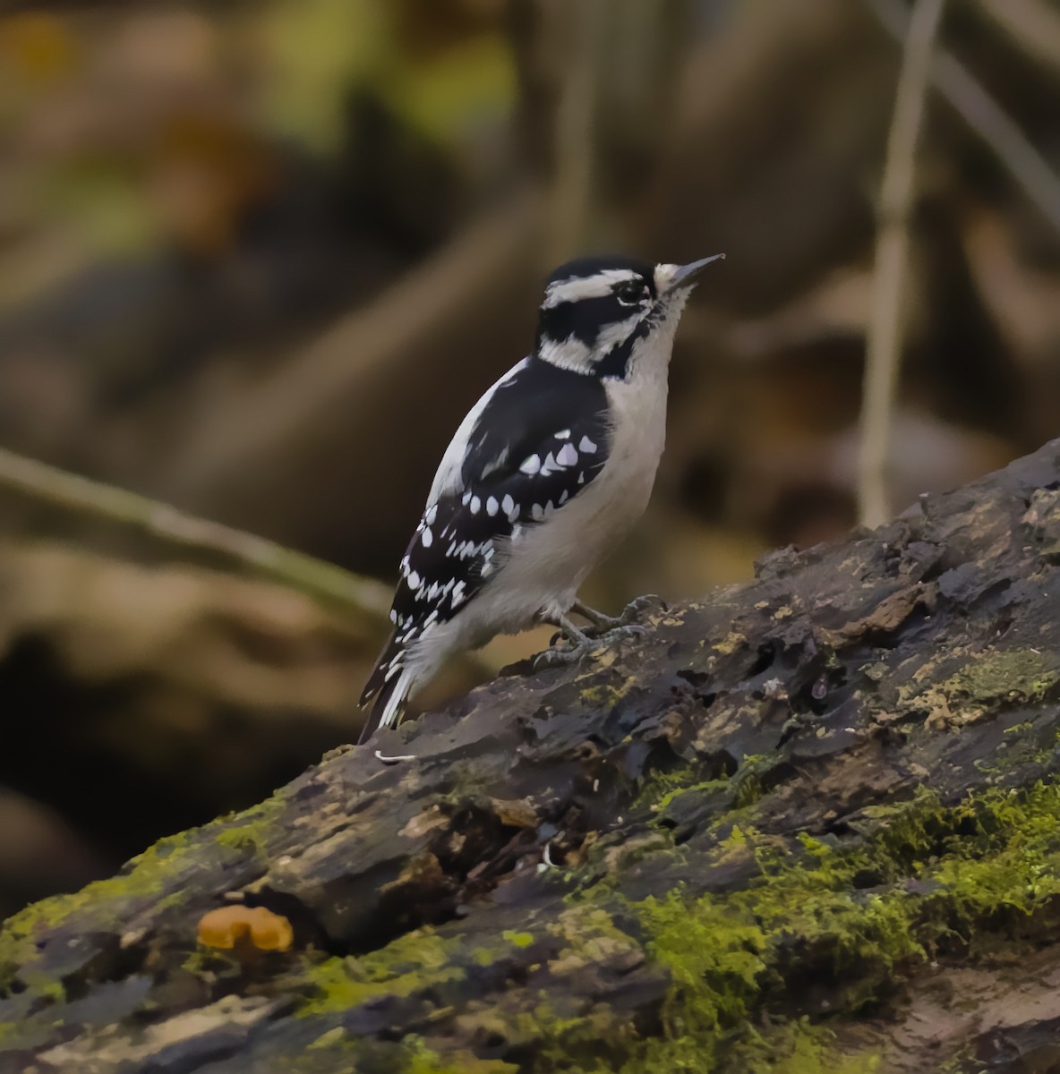 dunspett - ML644483874