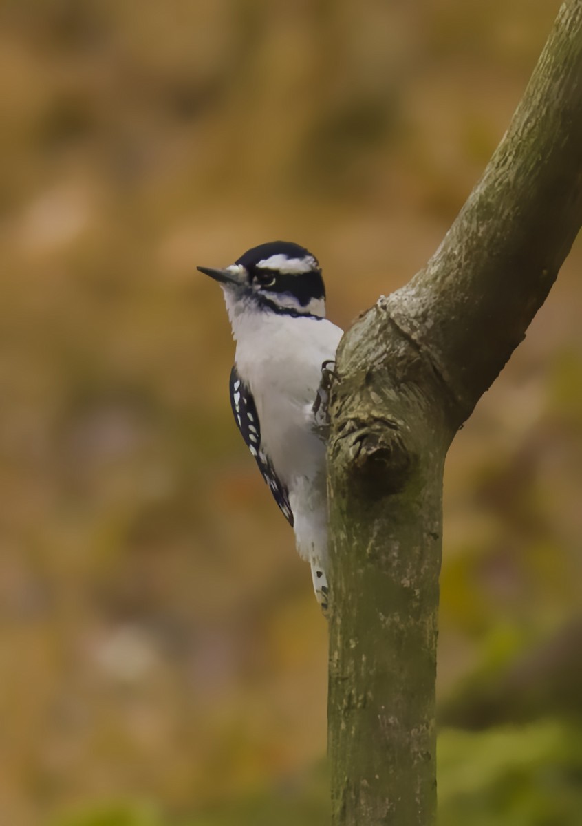 dunspett - ML644483875