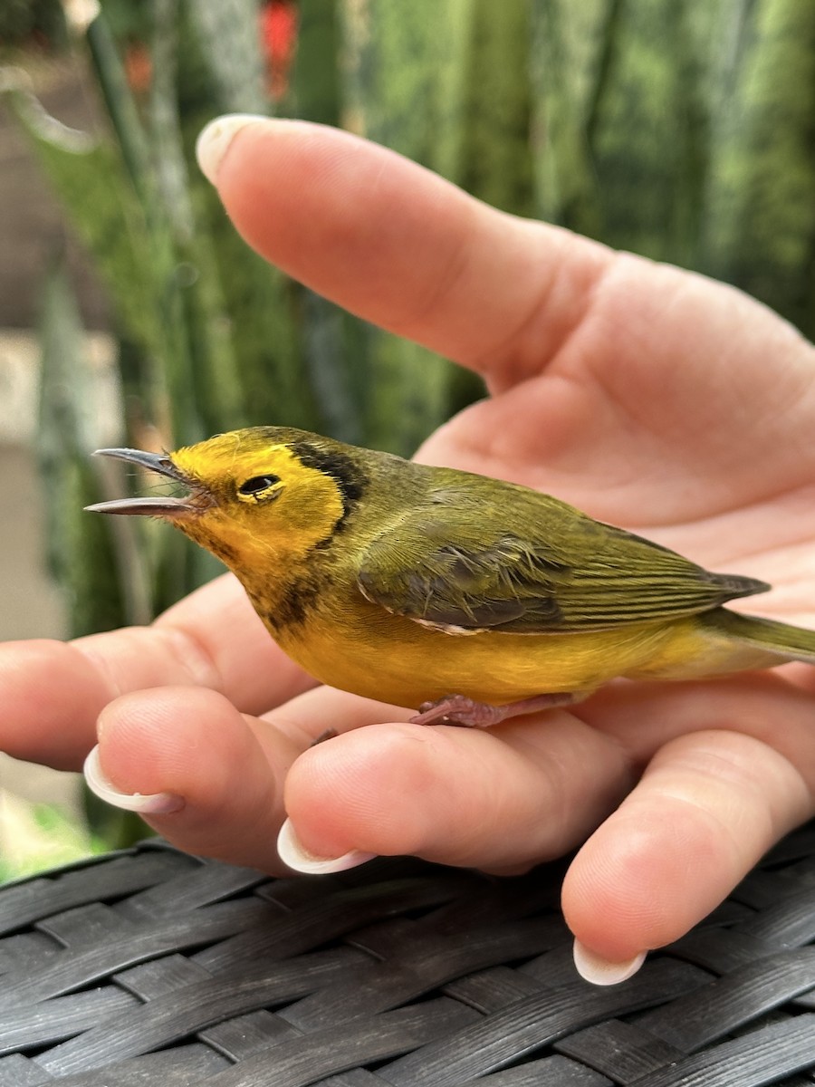 Болотянка чорногорла - ML644483876