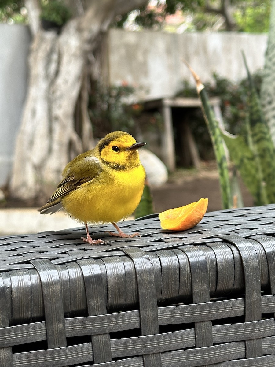 Болотянка чорногорла - ML644483877