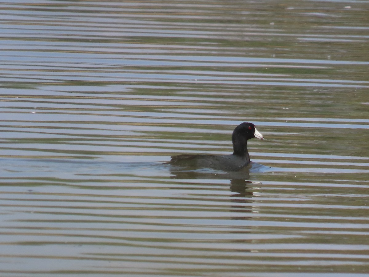 American Coot - ML644483886