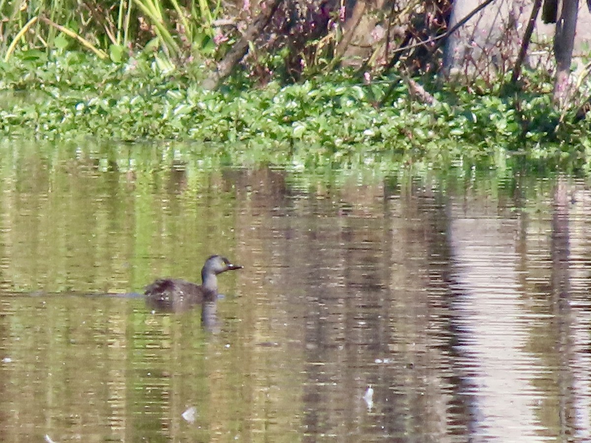 Least Grebe - ML644483897