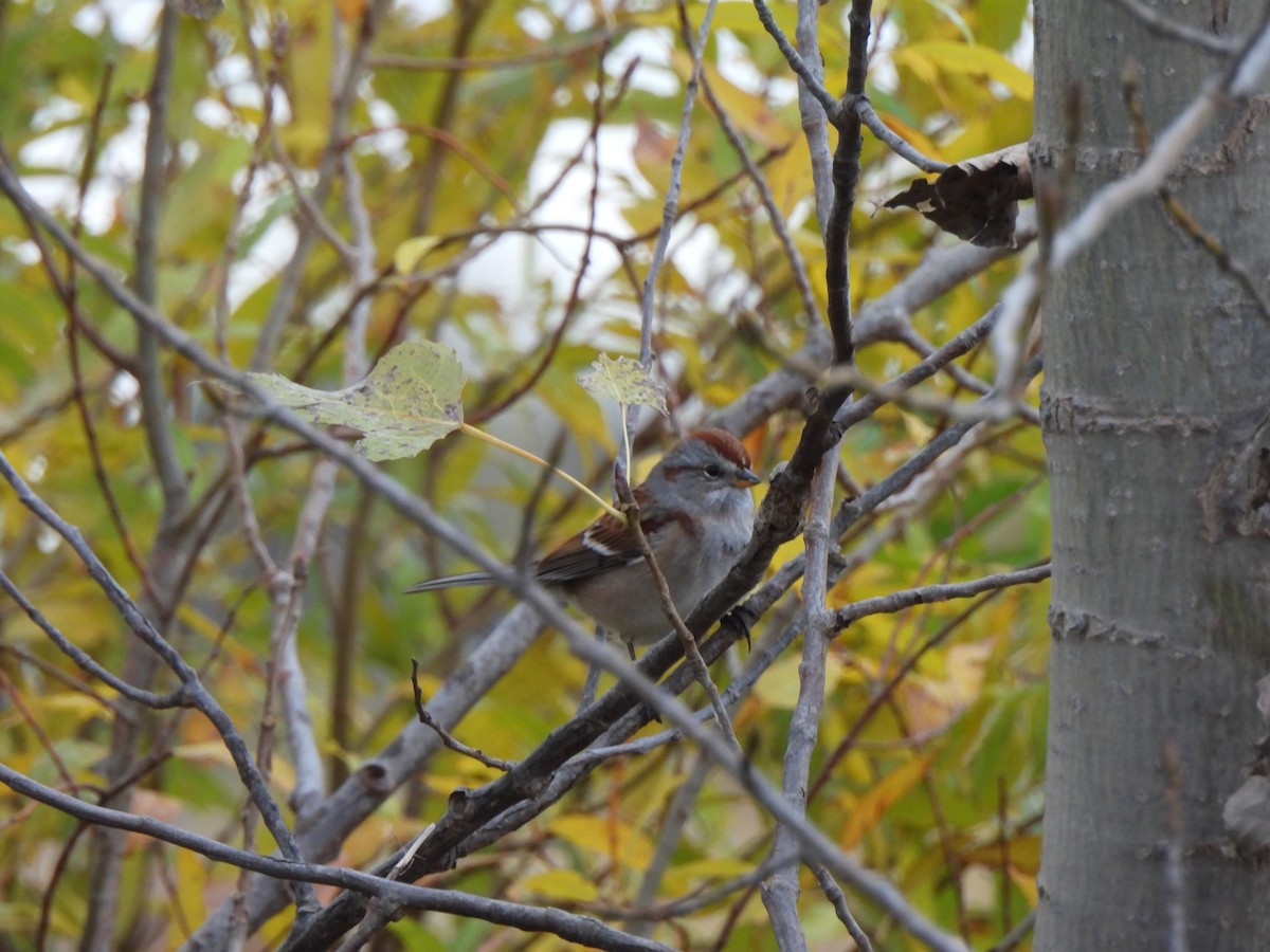 Hudson Körfezi Serçesi - ML644483898