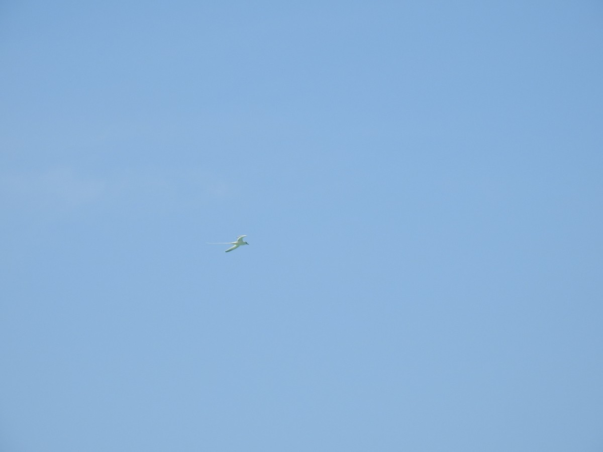 White-tailed Tropicbird - ML644483899