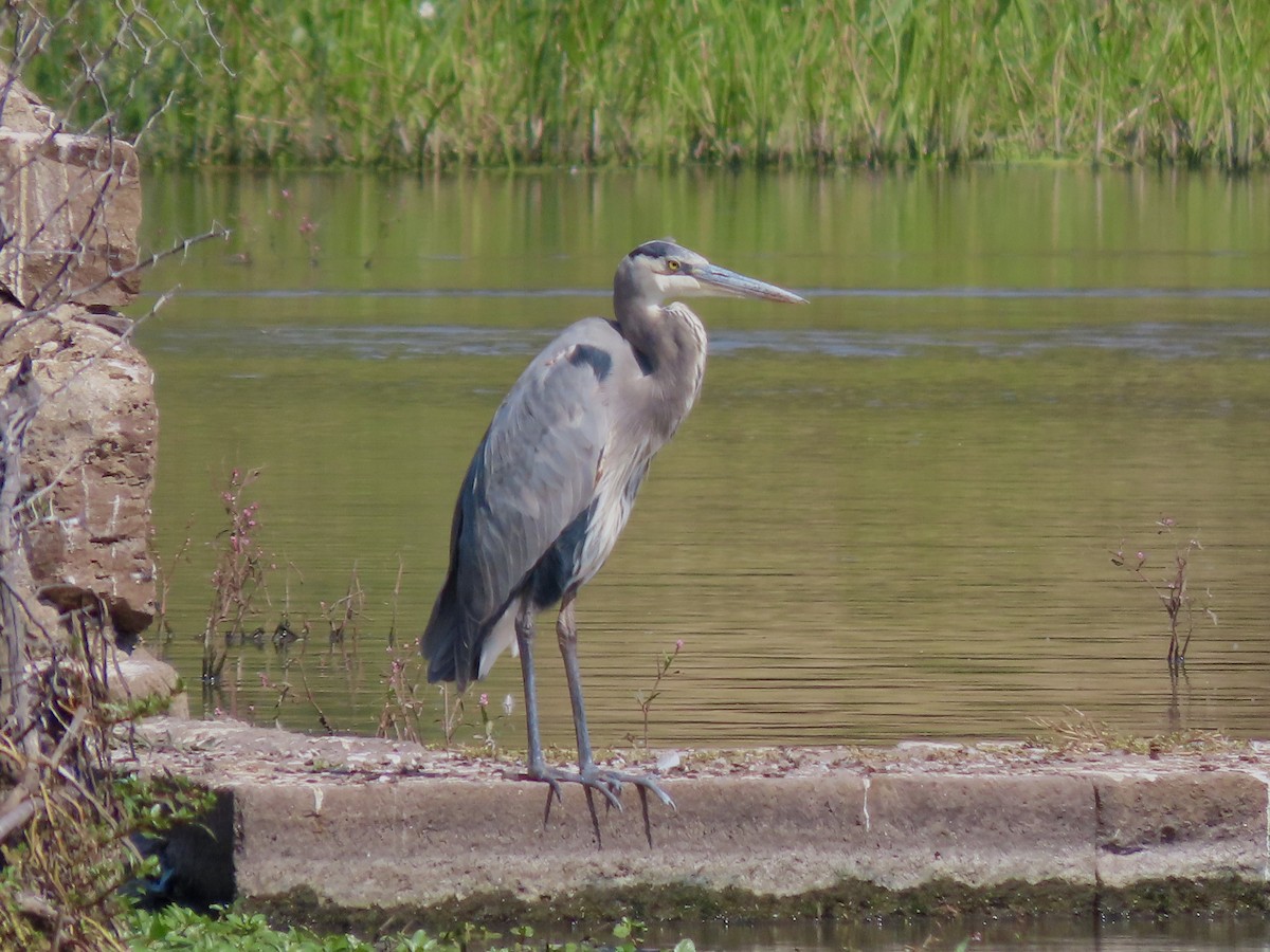 Great Blue Heron - ML644483912