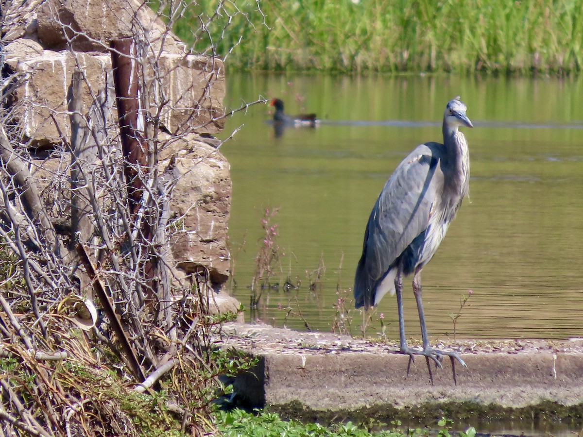 Great Blue Heron - ML644483915