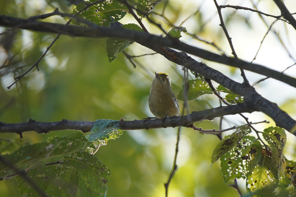 králíček obecný - ML644483917