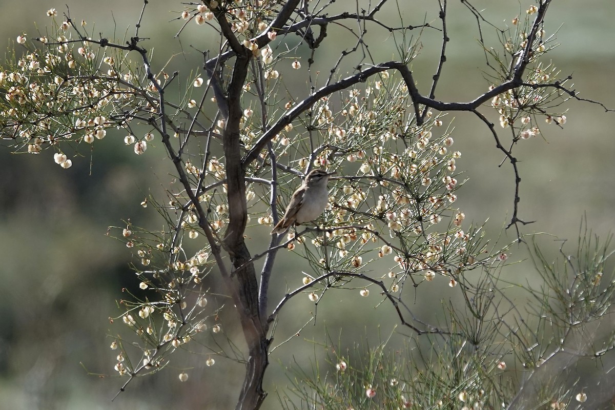 Rufous-tailed Scrub-Robin - ML644483920