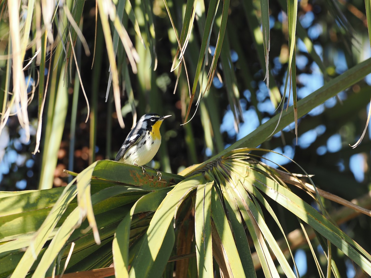 Paruline à gorge jaune - ML644483921