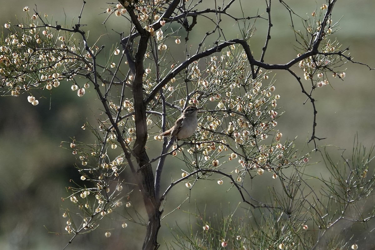 Rufous-tailed Scrub-Robin - ML644483922