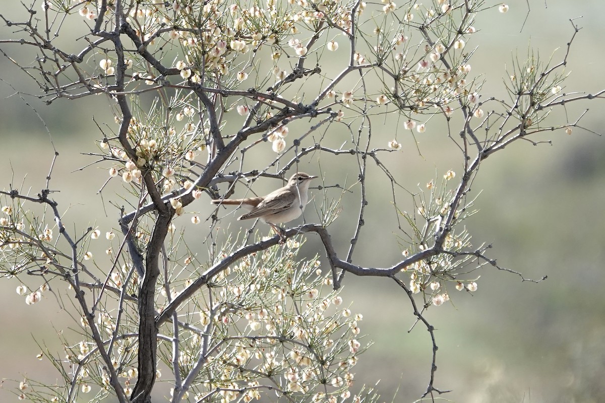 Rufous-tailed Scrub-Robin - ML644483923